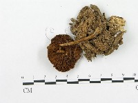 登錄號:F0016080藏品圖，第1張