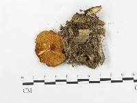 登錄號:F0016080藏品圖，第3張