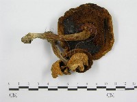 登錄號:F0016081藏品圖，第1張