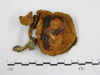 登錄號:F0016081藏品圖，第3張