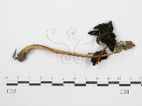 鬼傘屬藏品圖，第1張