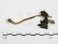 鬼傘屬藏品圖，第3張