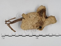 登錄號:F0016084藏品圖，第1張