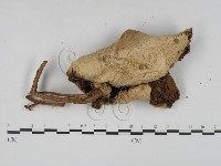 登錄號:F0016084藏品圖，第3張