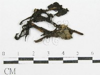 鬼傘屬藏品圖，第3張