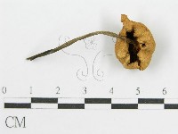 登錄號:F0016086藏品圖，第1張