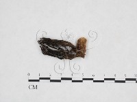 登錄號:F0016087藏品圖，第1張