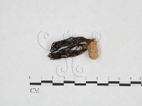 登錄號:F0016087藏品圖，第3張