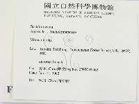 小皮傘屬藏品圖，第2張