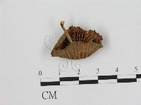 小皮傘屬藏品圖，第1張