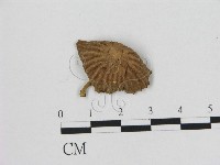 小皮傘屬藏品圖，第3張