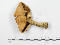 登錄號:F0016090藏品圖，第1張