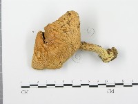 登錄號:F0016090藏品圖，第3張