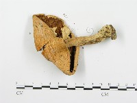 登錄號:F0016090藏品圖，第4張