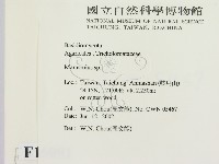 小皮傘屬藏品圖，第2張