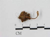 小皮傘屬藏品圖，第3張