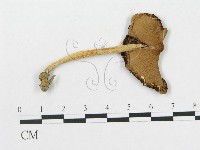 登錄號:F0016092藏品圖，第1張