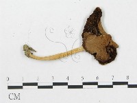 登錄號:F0016092藏品圖，第3張