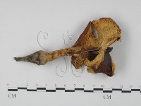 登錄號:F0016094藏品圖，第3張