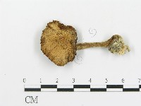 登錄號:F0016095藏品圖，第1張