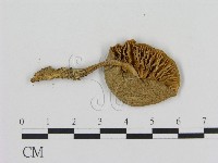 登錄號:F0016101藏品圖，第3張