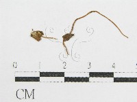 登錄號:F0016103藏品圖，第4張