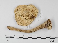 登錄號:F0016104藏品圖，第1張