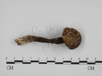 登錄號:F0016105藏品圖，第1張