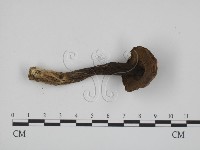 登錄號:F0016105藏品圖，第3張