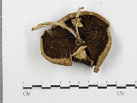 登錄號:F0016106藏品圖，第1張