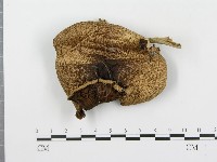 登錄號:F0016106藏品圖，第3張