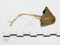 鬼傘屬藏品圖，第3張