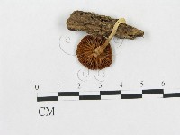 登錄號:F0016108藏品圖，第1張