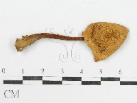 登錄號:F0016109藏品圖，第1張