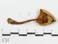 登錄號:F0016109藏品圖，第3張