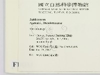小皮傘屬藏品圖，第2張