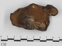 登錄號:F0016112藏品圖，第1張