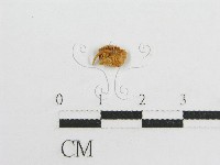 微皮傘屬藏品圖，第3張