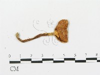 傘菌屬藏品圖，第1張