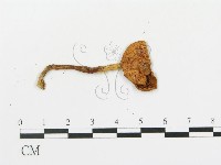 傘菌屬藏品圖，第3張
