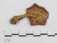 紅菇屬藏品圖，第1張