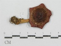 紅菇屬藏品圖，第3張