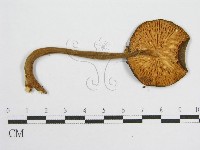 登錄號:F0016117藏品圖，第1張