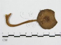 登錄號:F0016117藏品圖，第3張