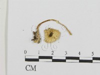 登錄號:F0016119藏品圖，第1張