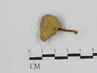 登錄號:F0016120藏品圖，第1張