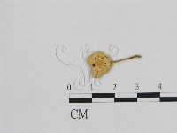 小皮傘屬藏品圖，第1張