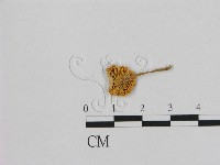 小皮傘屬藏品圖，第3張