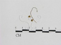 小菇屬藏品圖，第1張