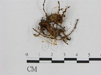 小菇屬藏品圖，第1張